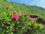 02 ...e ci siam goduti stupende fioriture,qui il Rhododendron ferrugineum (Rododendro rosso)